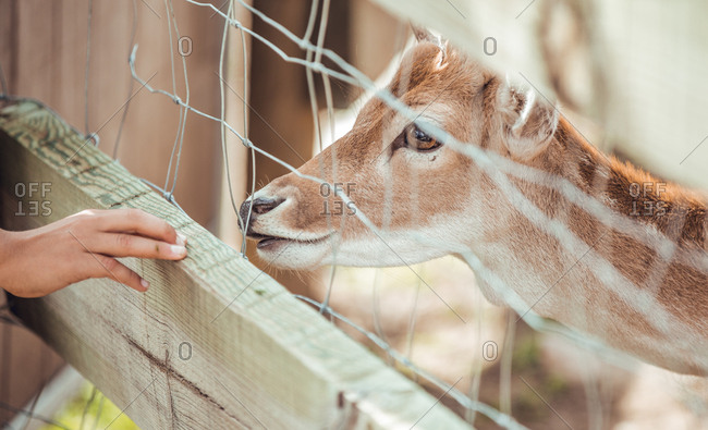 Close-up hand pulling to deer head at cage in the zoo