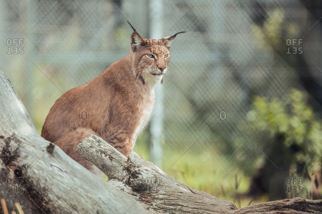 Proud brown lynx sitting on branch in natural reserve