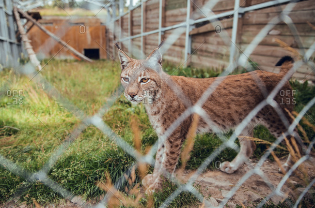 Cute brown dotted lynx standing at grid and looking away in natural reserve