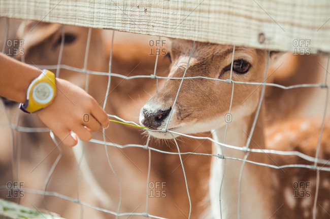 Close-up hand pulling to deer head at cage in the zoo