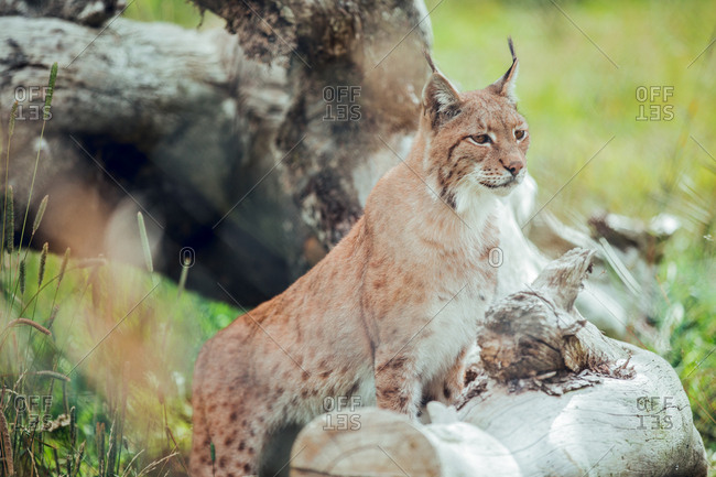 Proud brown lynx sitting on branch in natural reserve