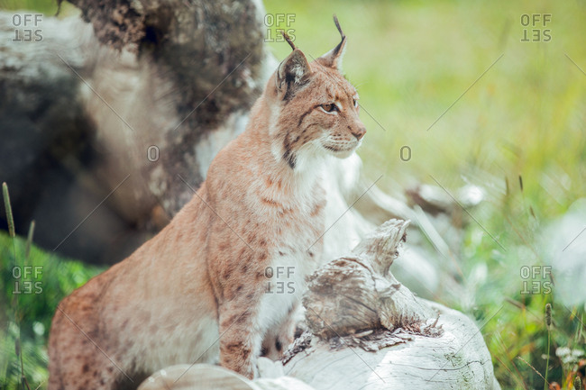 Proud brown lynx sitting on branch in natural reserve