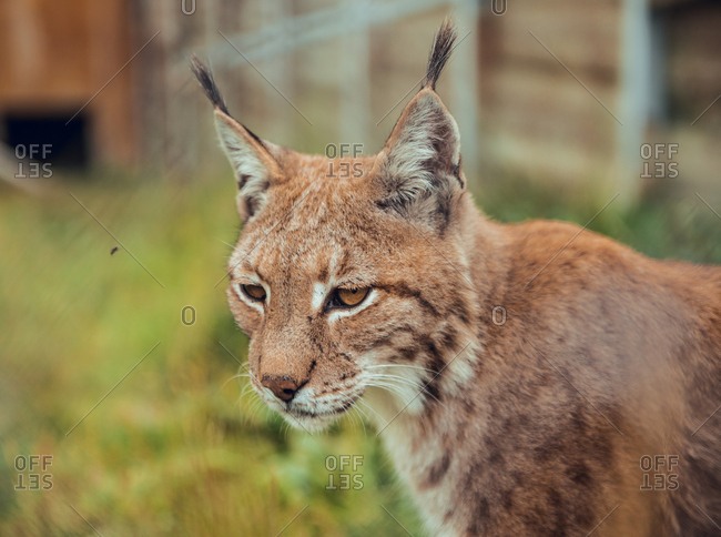 Lynx portrait looking away