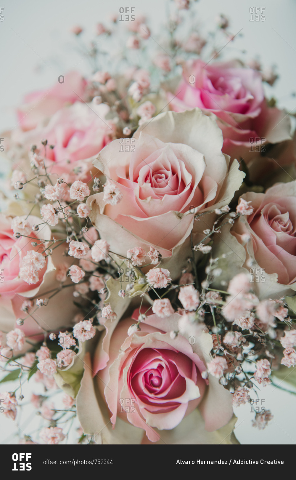 1,646 Light Pink Roses Stock Photos, High-Res Pictures, and Images - Getty  Images