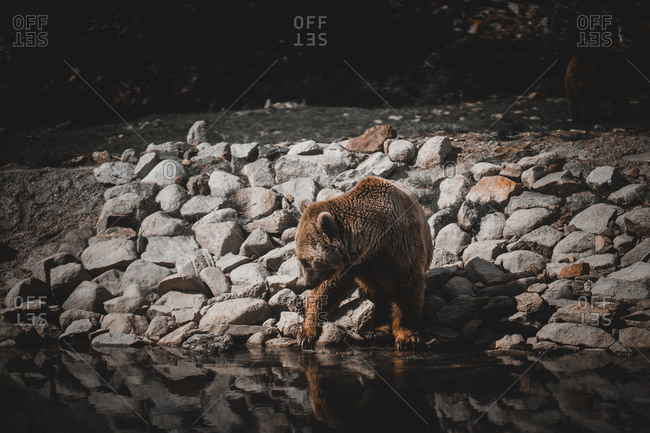 Wild brown bear sniffing ground while walking on stony shore of lake in Andorra