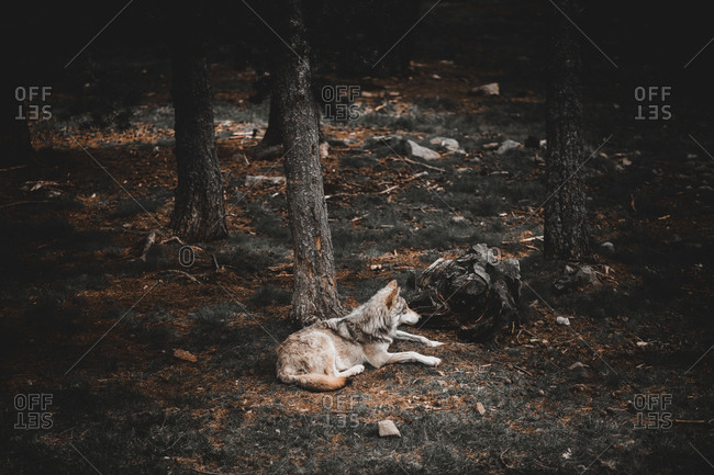 Furry wolf resting while lying on ground near tree in forest in Andorra
