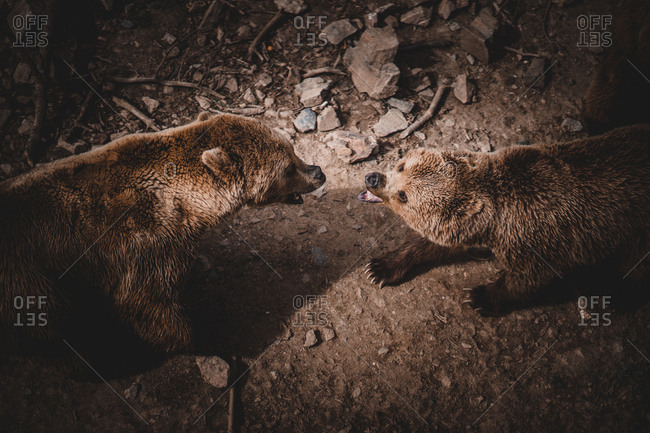 From above shot of two aggressive brown bears roaring and fighting while standing on ground in Andorra