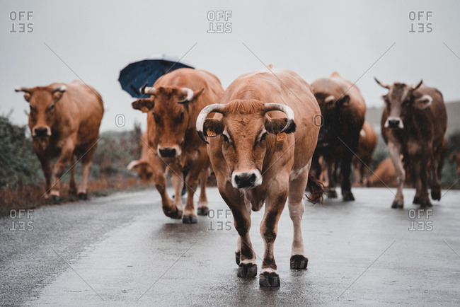 Herd of angry�brown bulls walking on wet asphalt during rain under gloomy sky