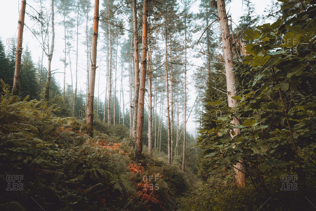 Calm green forest in daylight