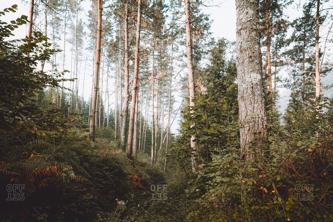 Calm green forest in daylight
