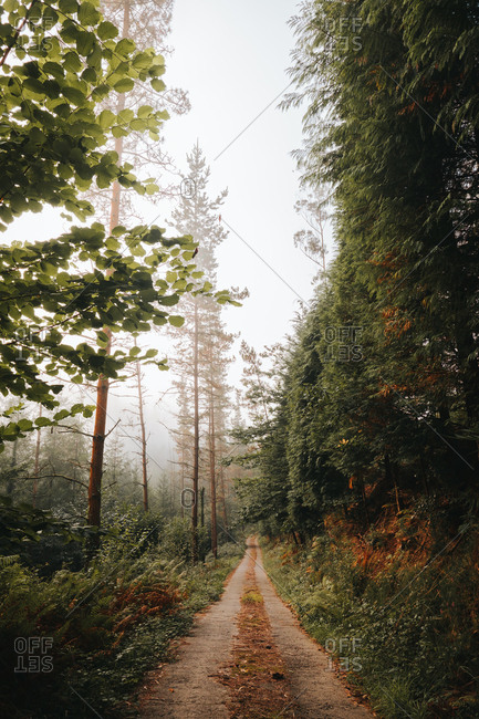 Calm green forest in daylight