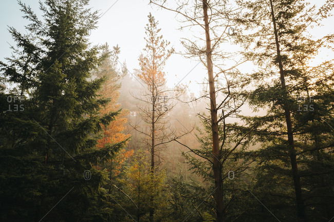 Calm green forest in daylight