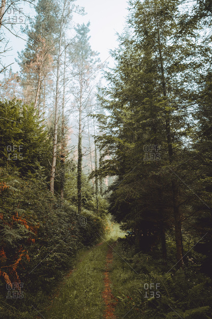 Calm green forest in daylight