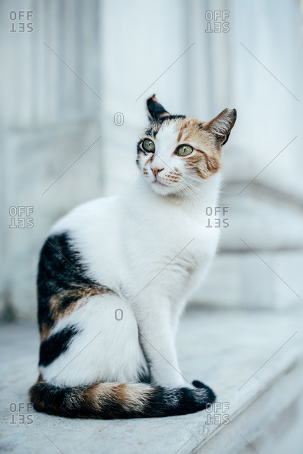 Cute furry cat with green eyes sitting on street and looking away