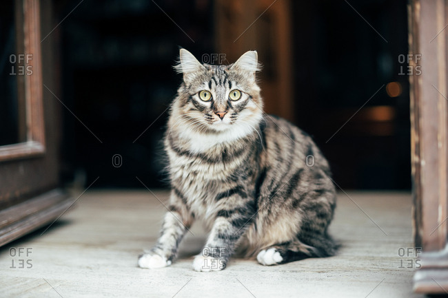 Cute furry cat with green eyes sitting on street and looking away