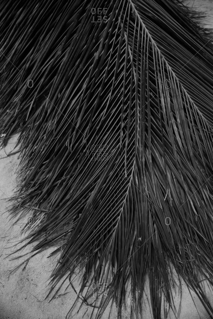 Black and white photo of big palm tree leaves. Background photo. Green leaves colored in dark gray tone in the morning. Tropical Plant,environment,photo concept nature and plant.