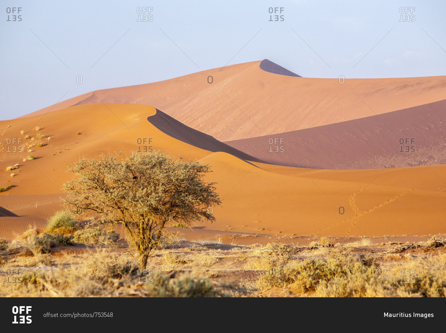 Bushes and dried plants among the dunes shaped by wind Deadvlei Sossusvlei Namib Desert Naukluft National Park Namibia Africa