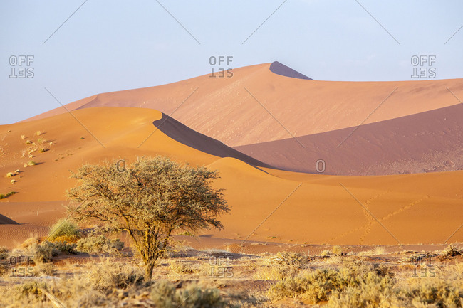Bushes and dried plants among the dunes shaped by wind Deadvlei Sossusvlei Namib Desert Naukluft National Park Namibia Africa