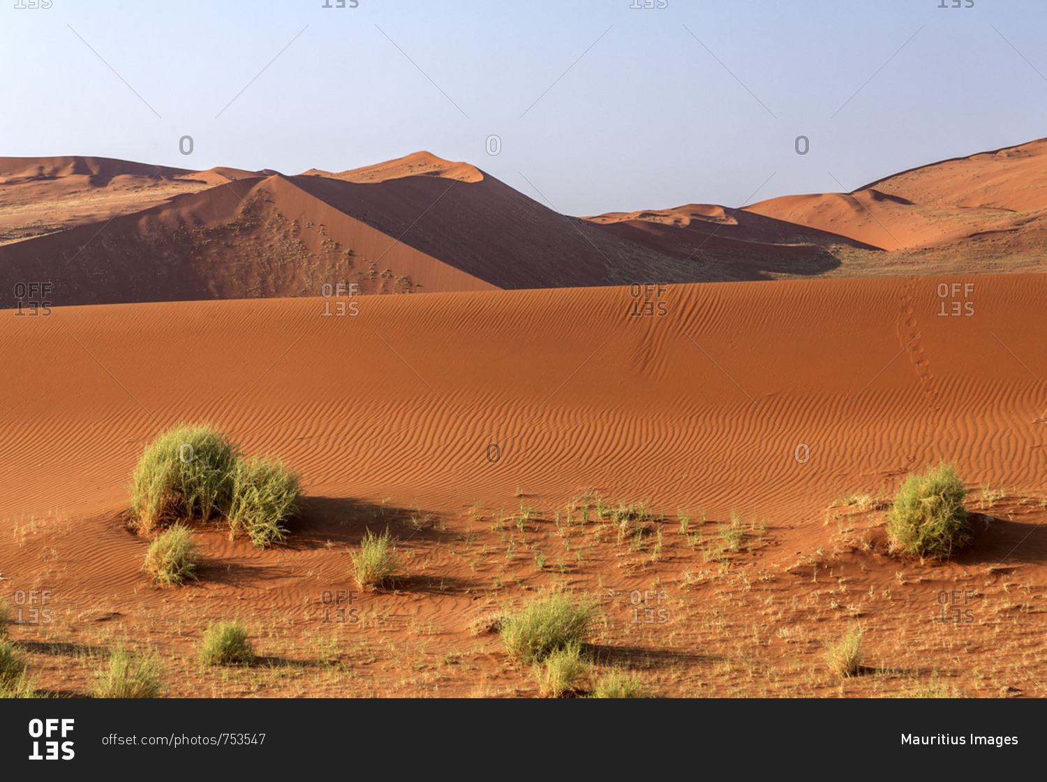 Bushes surrounded by sandy dunes Deadvlei Sossusvlei Namib Desert Naukluft National Park Namibia Africa