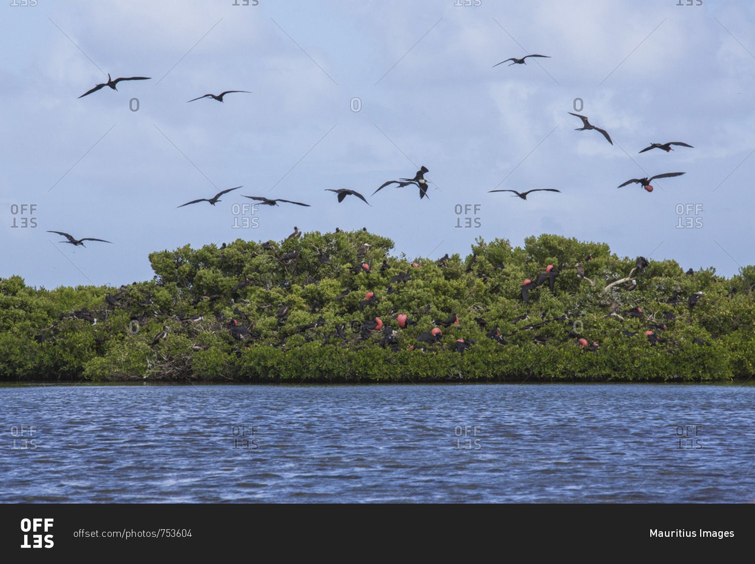 Birds fly on the blue sea in the national Park of Frigate Bird Sanctuary Antigua and Barbuda Leeward Islands West Indies