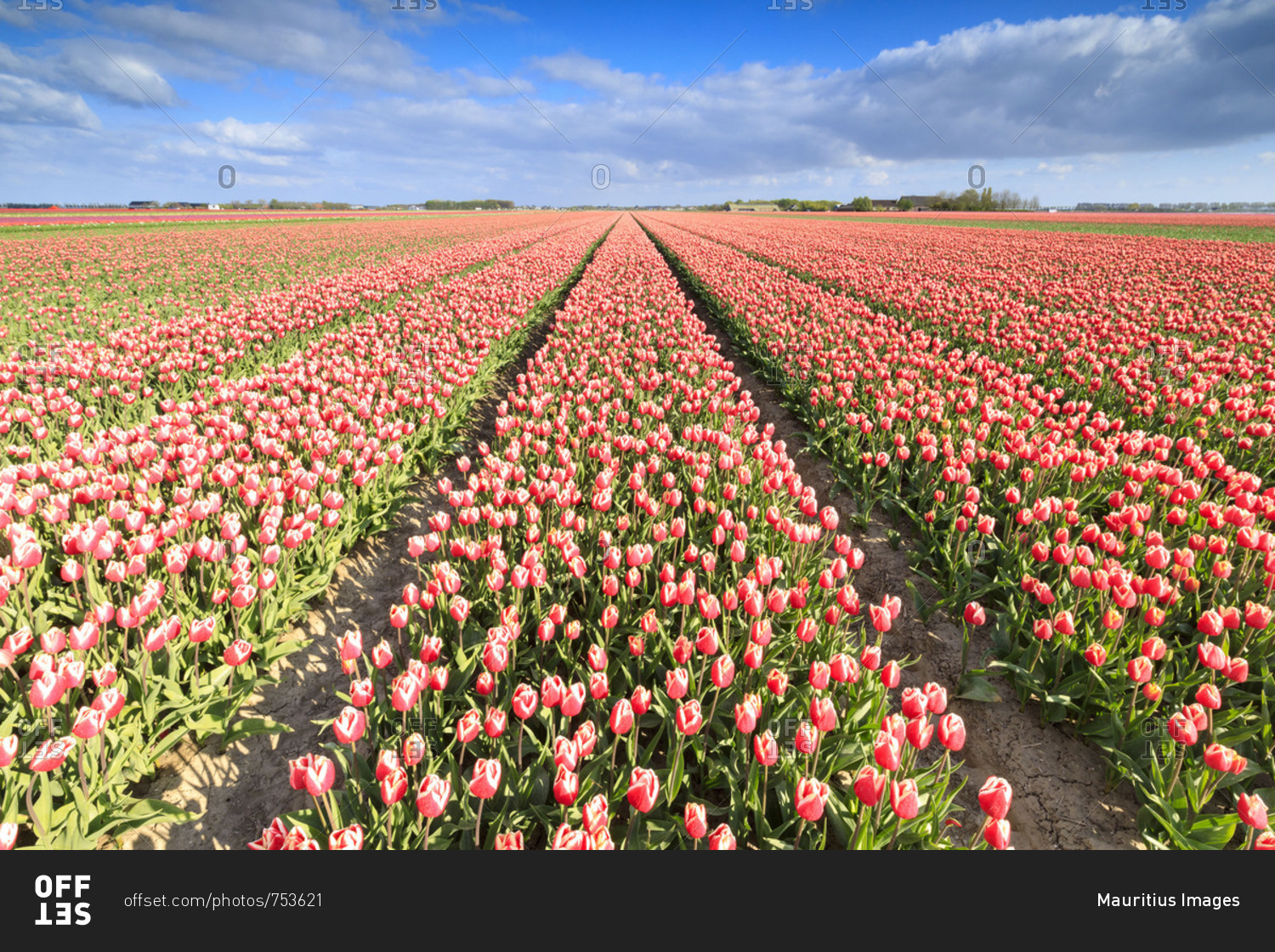 Multicolored tulips in the fields of Oude-Tonge during spring bloom Goeree-Overflakkee South Holland The Netherlands Europe