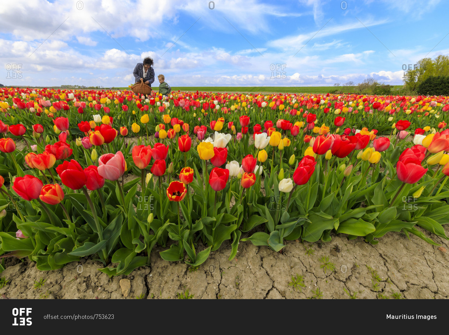 People collecting the multicolored tulips Yerseke Reimerswaal province of Zeeland Holland The Netherlands Europe