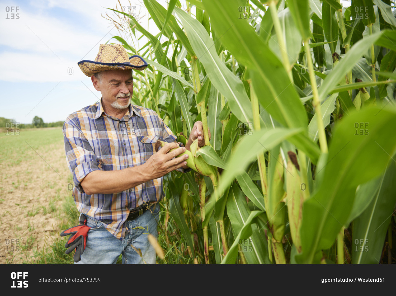 Farmer at cornfield examining maize plants