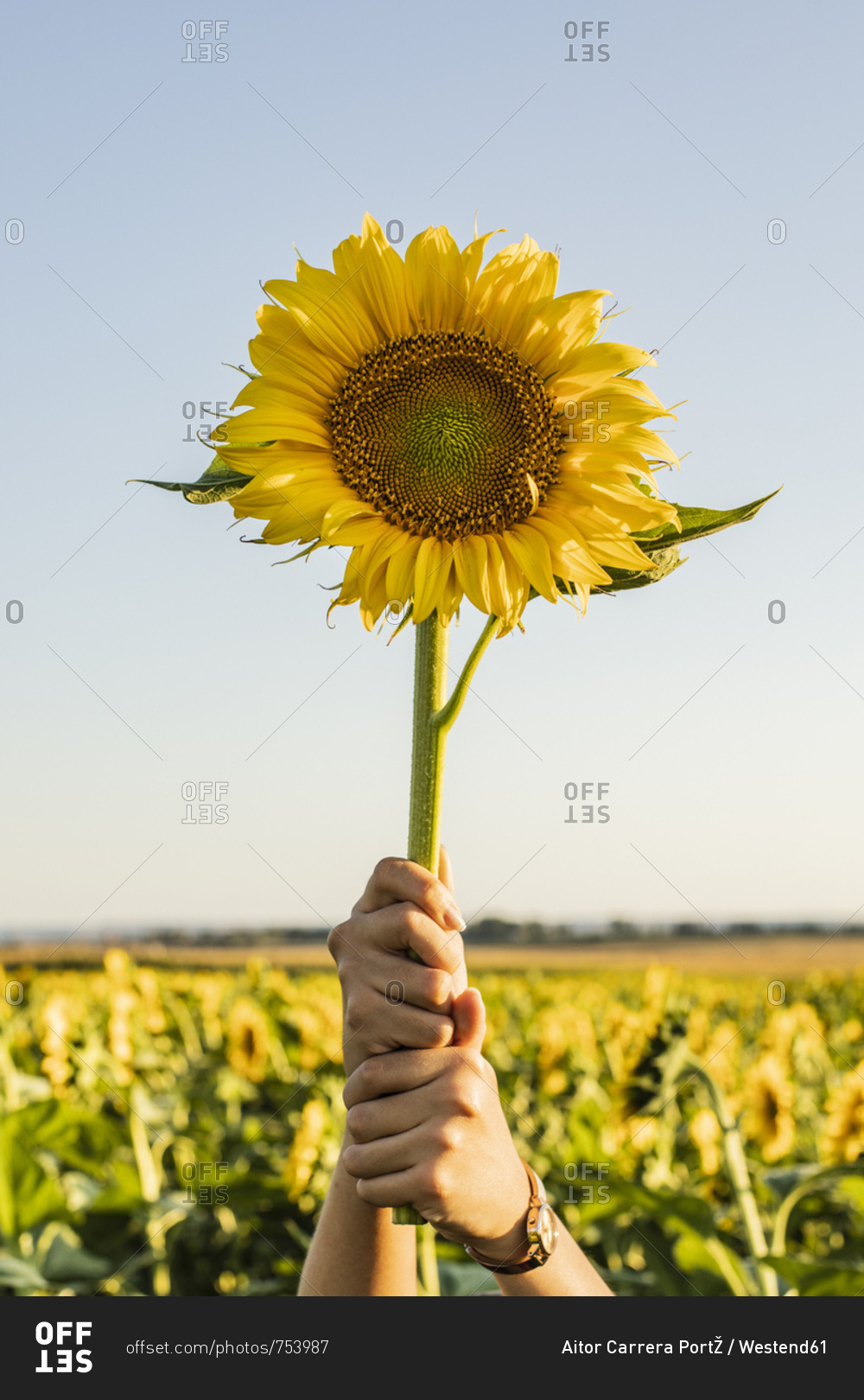 Hands of a woman in a field lifting a sunflower