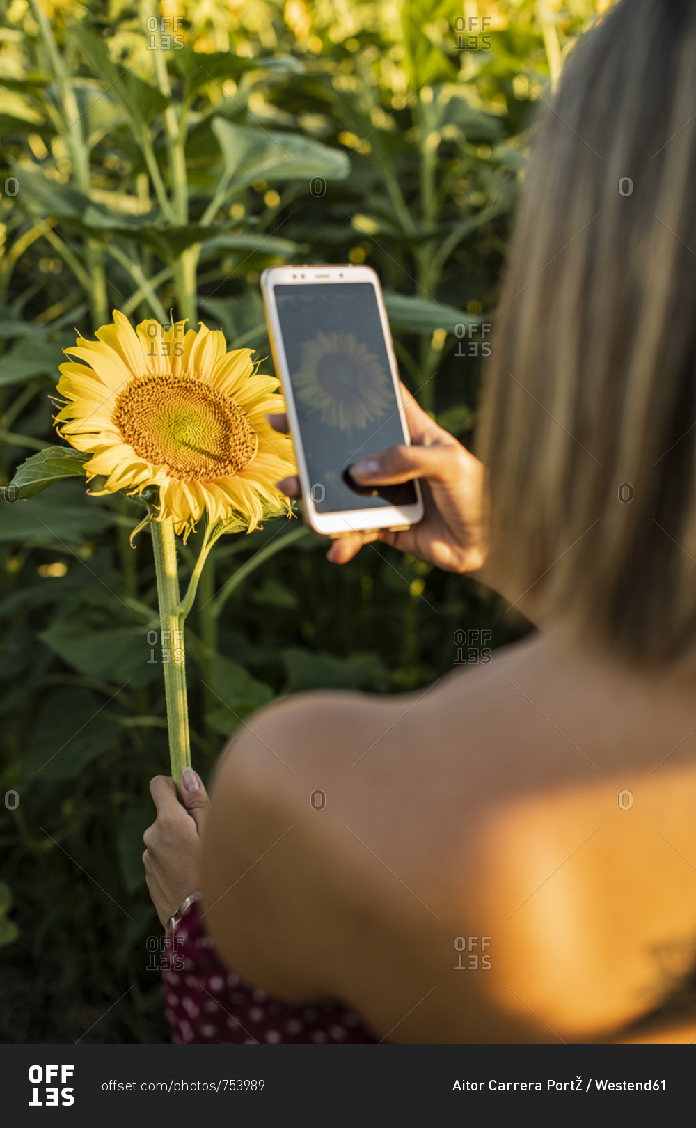 Close-up of woman in a field taking a picture of a sunflower with her smartphone