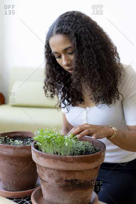 Woman looking at saplings- growing in plant pot at home