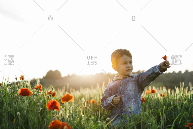 Boy in a poppy field in spring holding poppy