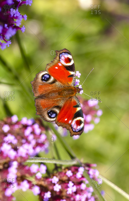 Peacock butterfly on blossom- Inachis Io