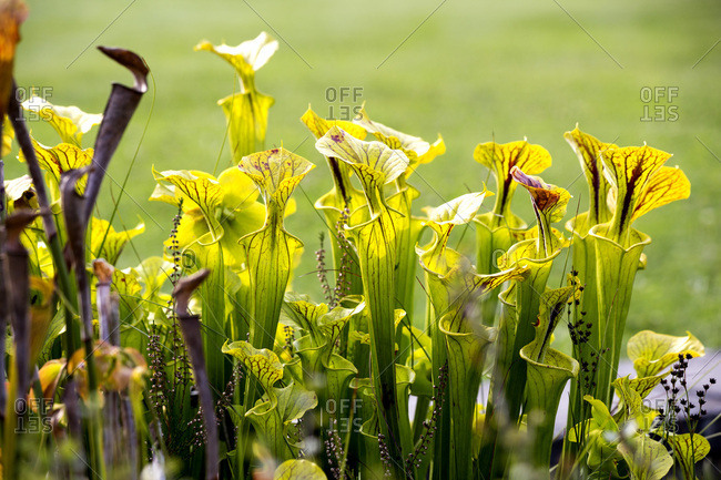 Yellow pitcher plants