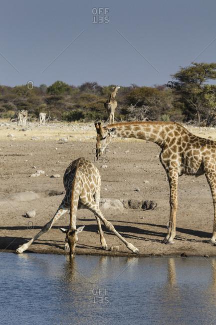 Giraffe (Giraffe Camelopardalis), mother watching baby drink, Etosha National Park, Namibia, Africa