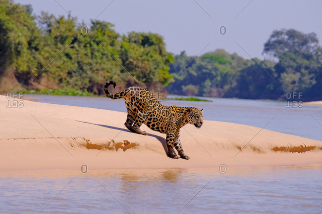Jaguar (Panthera Onca), female, Cuiaba River, Porto Jofre, Pantanal Matogrossense, Mato Grosso do Sul, Brazil, South America
