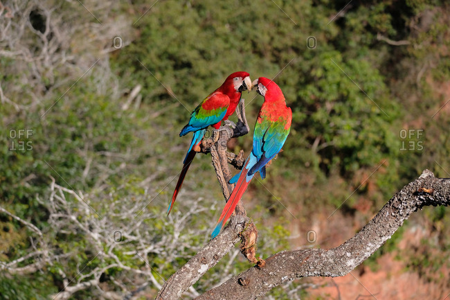 Red and Green Macaw (Ara Chloropterus), Buraco Das Araras, near Jardim and Bonito, Pantanal, Mato Grosso do Sul, Brazil, South America