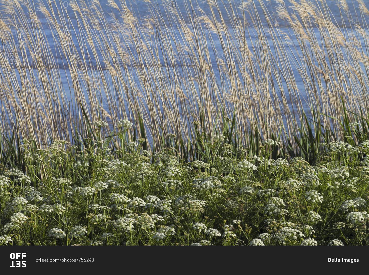 France, department 44, vegetation on the banks of the Loire, spring.