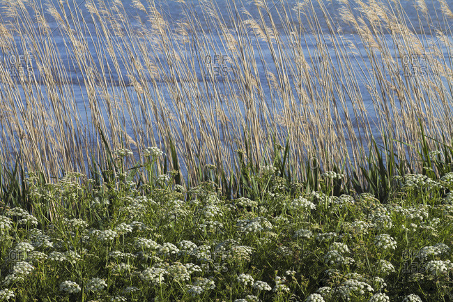 France, department 44, vegetation on the banks of the Loire, spring.