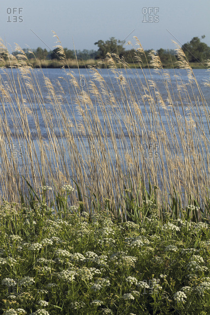 France, department 44, vegetation on the banks of the Loire, spring.