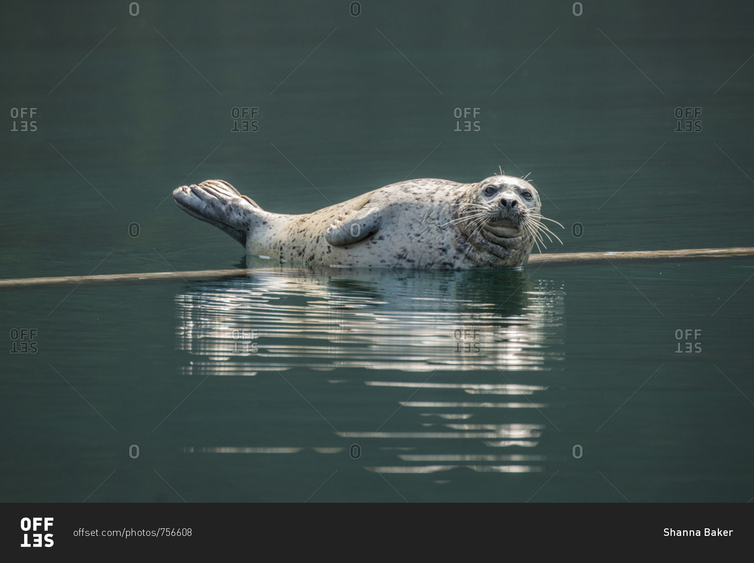 A wild harbor seal lounging on a floating log in the Desolation Sound area of southern coastal British Columbia, Canada