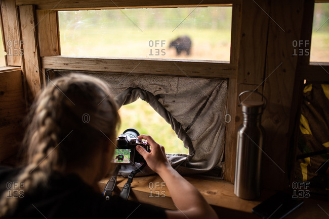 Woman photographing wild bears