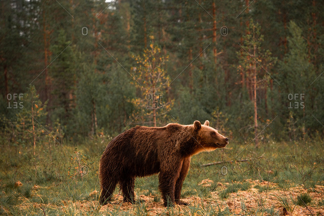 Wild brown bear in rural Finland