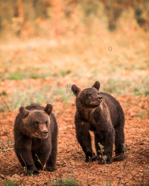 Two young wild brown bears walking together in rural Finland