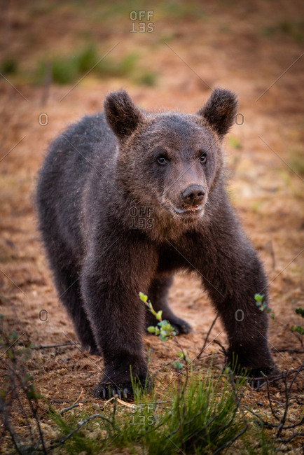 Wild brown bear cub walking in the rain in rural Finland