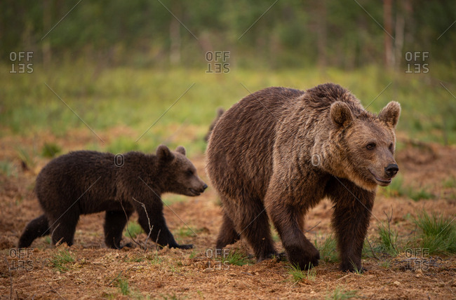 Mother and cub wild brown bears walking together in rural Finland