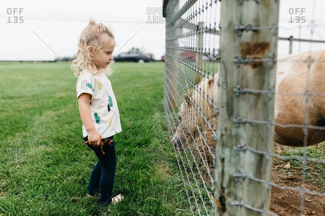 Little blonde girl looking at miniature horse through fence on farm