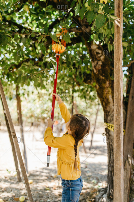 Girl using fruit picker tool to harvest apples from tree