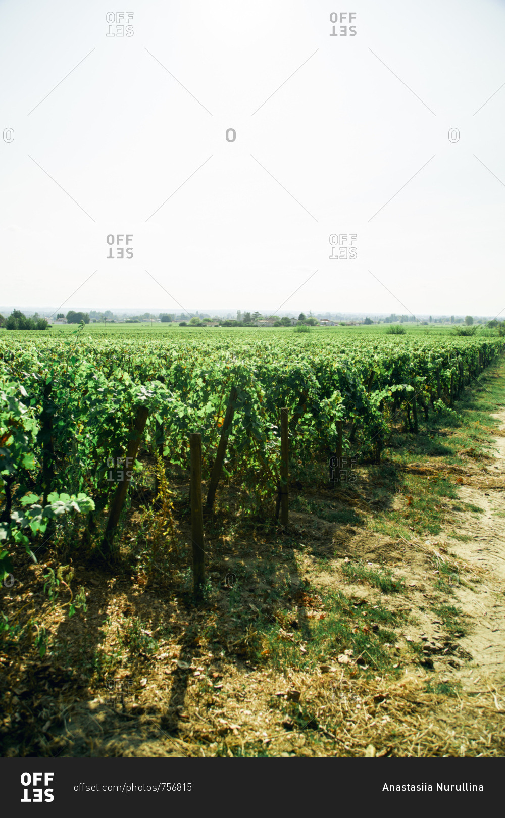 Vines at Saint-emilion wineyard near Bordeaux, France