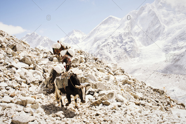 Khumbu Valley - April 17, 2018: Herd of yaks on Khumbu Glacier