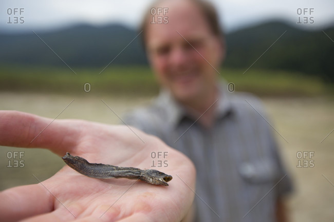 September 10, 2016: An explorer holds a small dried fish in his hand, found on the dried bottom of the Intermittent Lake Cerknica in the Karst region of Slovenia. Due to its regular draining and filling, this lake had already attracted explorers as early as in the 17th century, and has been the object of study and admiration ever since. The vast lake reed beds provide shelter, food, and nesting grounds to a variety of water and other birds. The lake is a nesting ground for 94 different species, although more than 230 species have been observed in its vicinity. This makes Lake Cerknica an important ornithological location. In summer, Lake Cerknica is usually completely drained. When the water level drops, deep sinkholes are exposed underneath a thick layer of sediment.